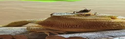 Dragon reptiles for sale: Bearded dragon  - Advert 1