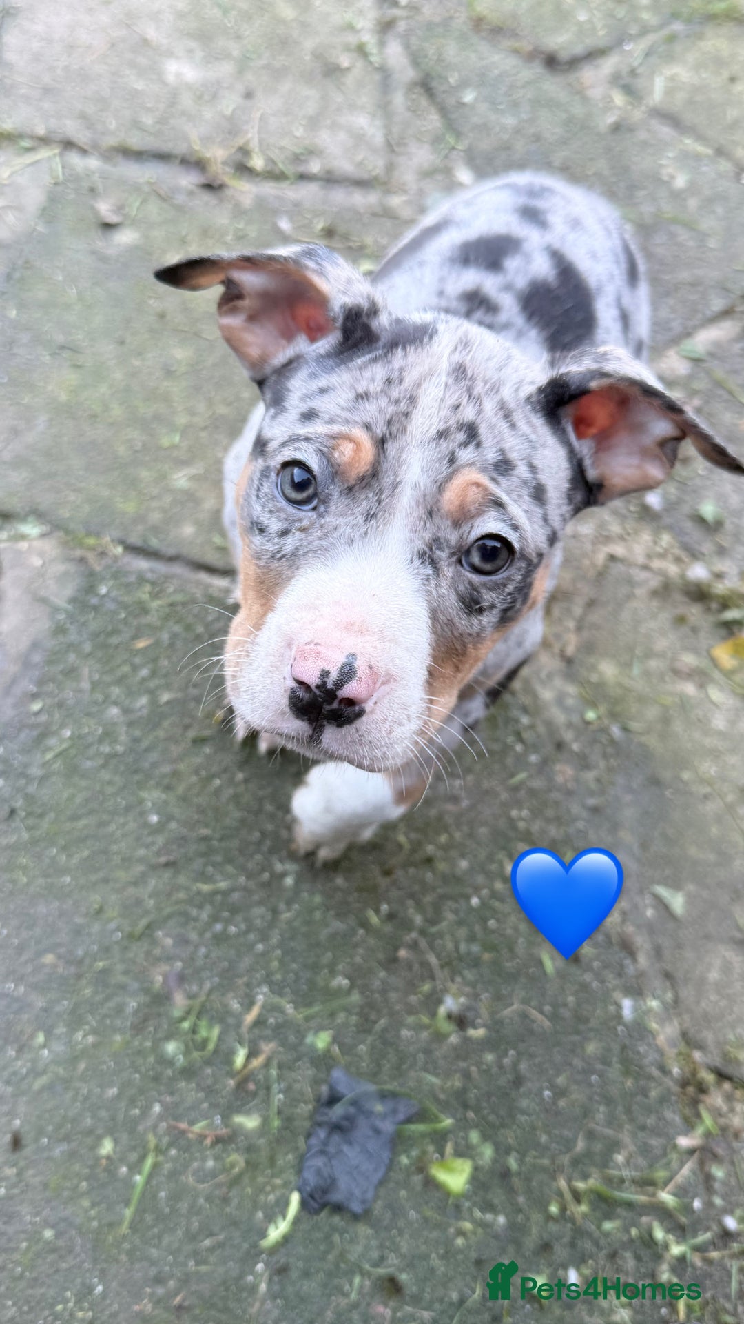 American Bully dogs for sale: 3 furbabies left ! ABKC Classic American Bullys - Advert 19