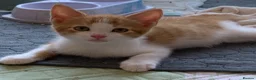 Mixed Breed cats for sale: Gorgeous kittens Ready Now! - Advert 11