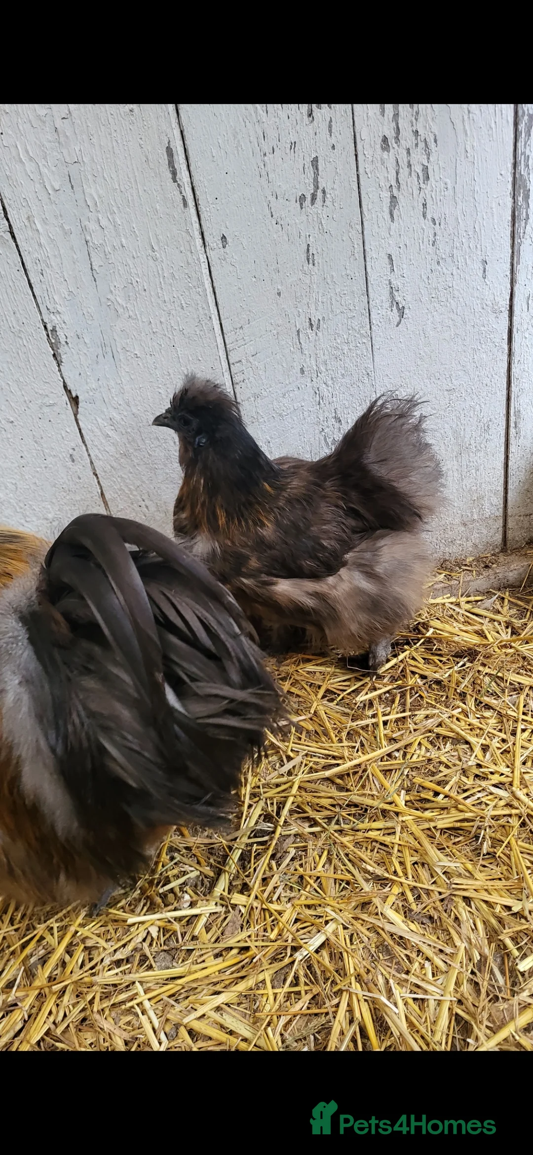 Chickens poultry for sale: Silkie cockeral and hens - Advert 4