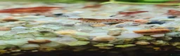 Shrimps fish for sale: 🔥Juv. RED & BLUE SHRIMP🦐 + free plant 🍃 - Advert 5
