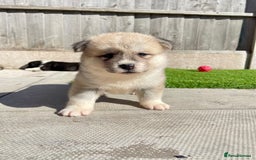 Akita dogs for sale: American Akita Puppys for sale  - Image 3