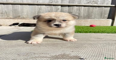 Akita dogs - Advert 6
