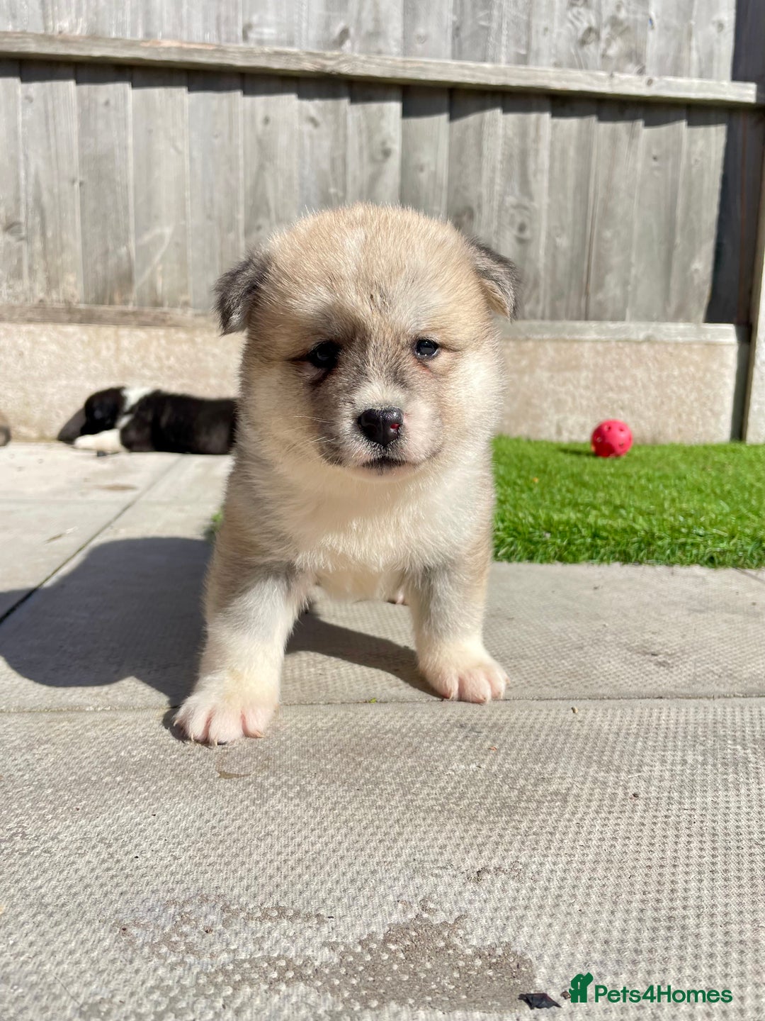 Akita dogs for sale: American Akita Puppys for sale  - Image 3