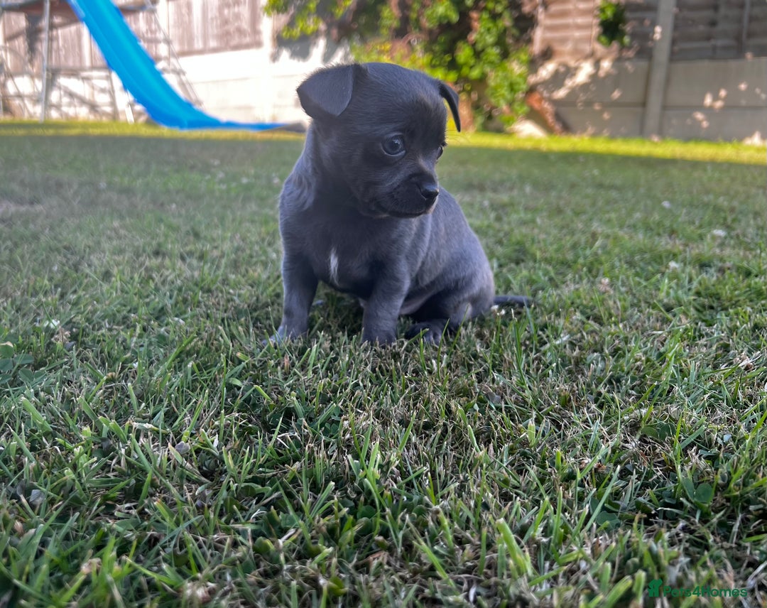 Chihuahua dogs for sale: ** Absolutely stunning small Chihuahuas ** - Image 11