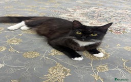 Mixed Breed cats for sale: Black and white cat  - Image 1