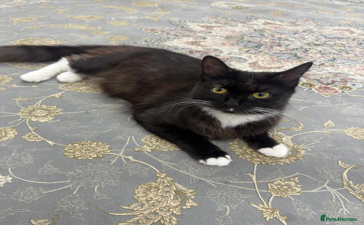Mixed Breed cats - Advert 11