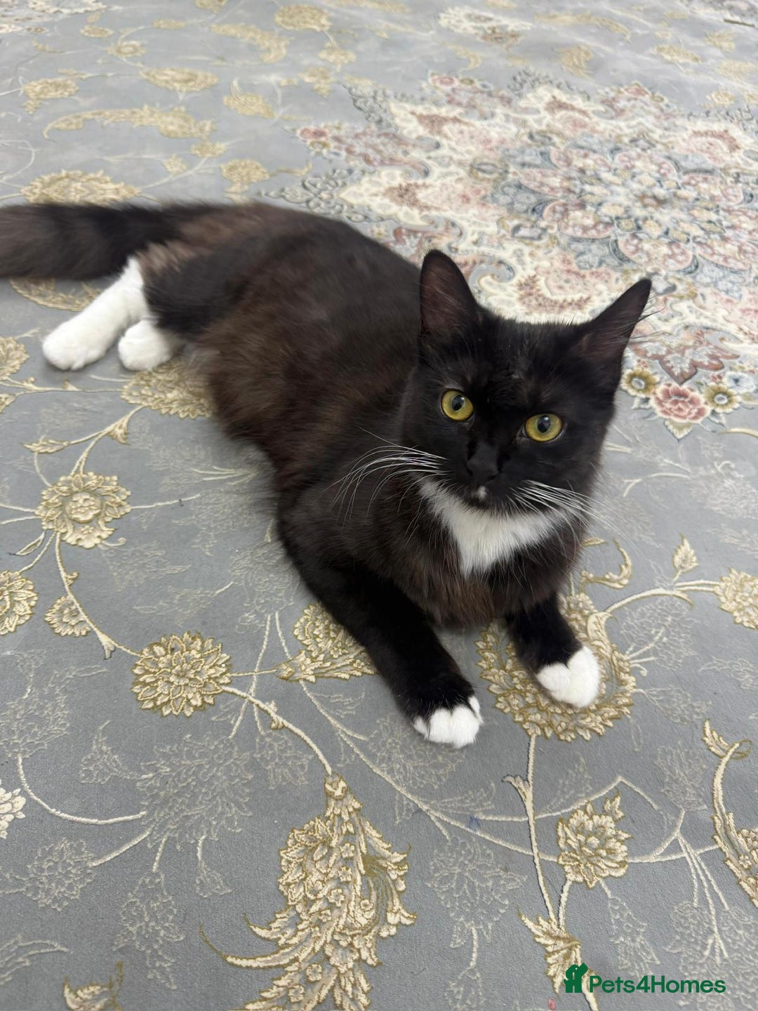 Mixed Breed cats for sale: Black and white cat  - Image 1