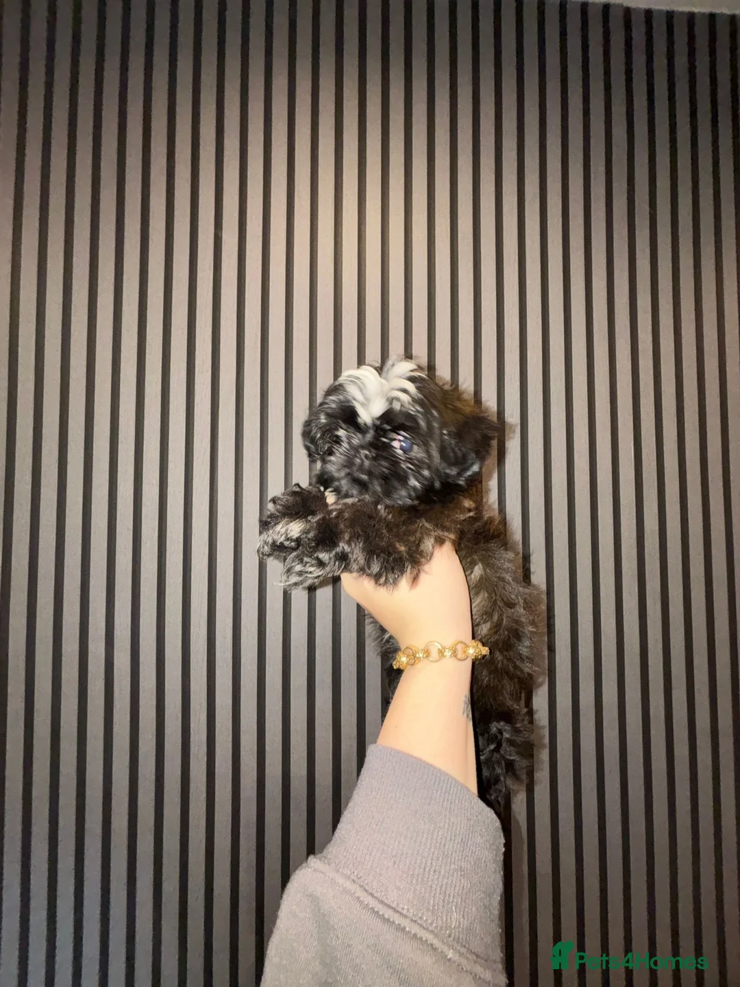 Shih Tzu dogs for sale:  2 kc reg shih tzh ready to go  - Advert 2