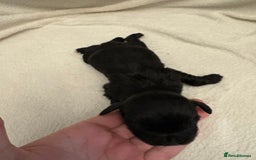 Cocker Spaniel dogs for sale: Cocker Spaniel Pups Seeking Forever Homes!💖 - Image 38