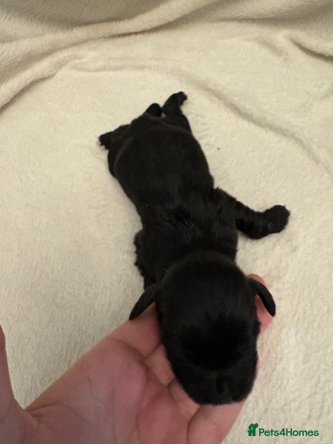 Cocker Spaniel dogs for sale: Cocker Spaniel Pups Seeking Forever Homes!💖 - Image 38
