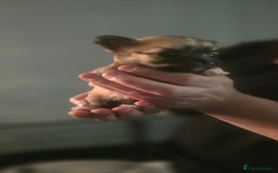 Chihuahua dogs for sale:  **  chihuahuas  - Advert 4