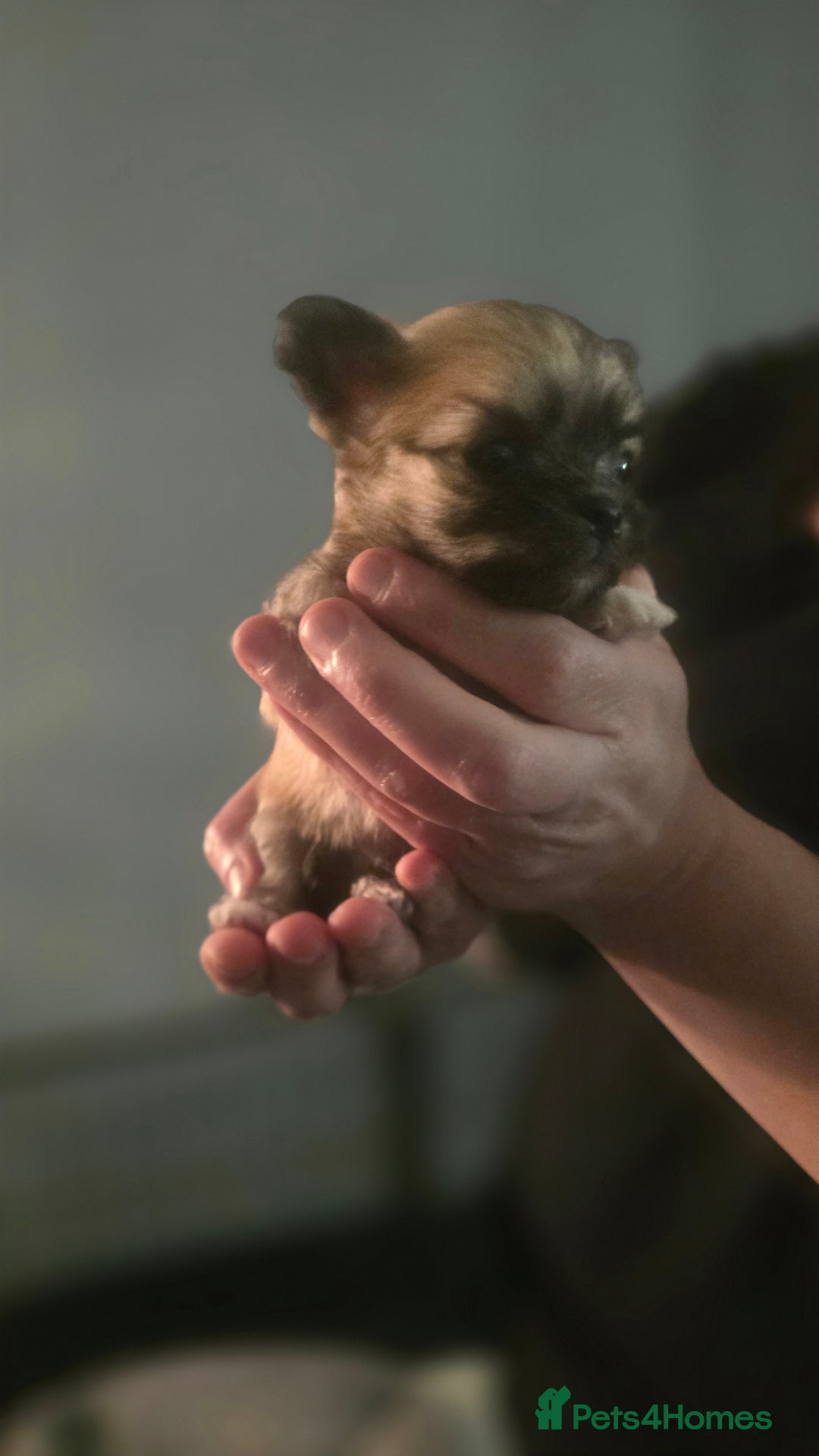 Chihuahua dogs for sale:  **  chihuahuas  - Advert 4