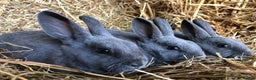 Rex rabbits for sale: Beautiful Pure Breed Velvet Mini Rex babies 🐰  - Advert 13