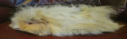 Guinea Pig rodents for sale: Two beautiful sows  - Advert 2
