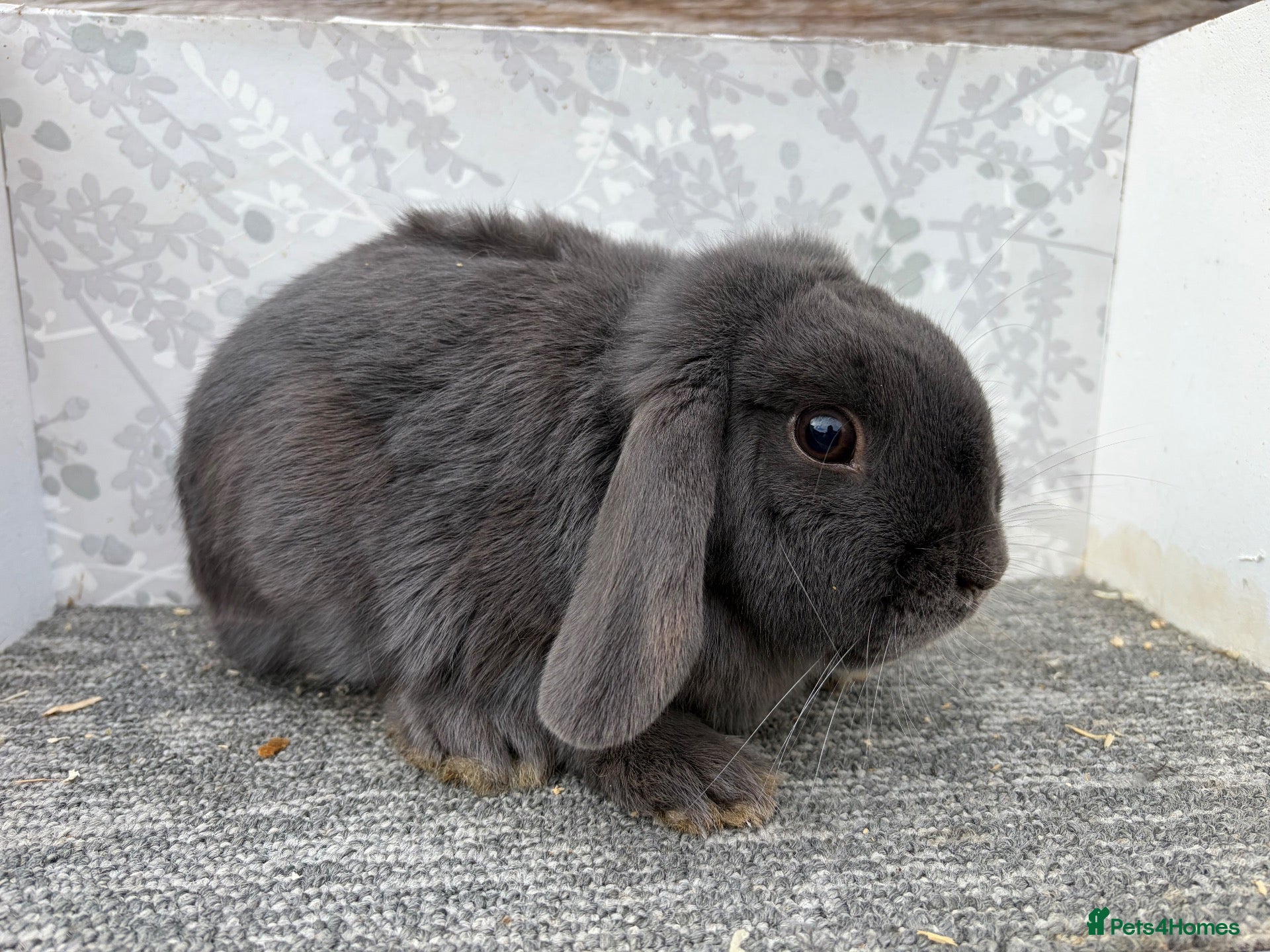English Spot rabbits Mini lop - Advert 1