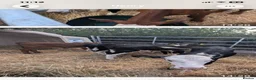 Cows & Bulls livestock for sale: Hereford x bulls - Advert 3