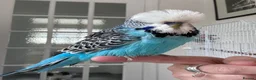 Budgerigars birds for sale: Hand Reared Exhibition Budgie - Advert 2