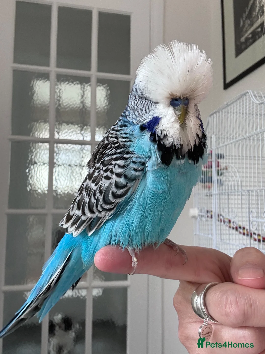 Budgerigars birds for sale: Hand Reared Exhibition Budgie - Advert 2