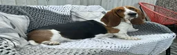 Basset Hound dogs for sale: Lady Penelope's Litter of Basset Hound Puppies - Advert 2