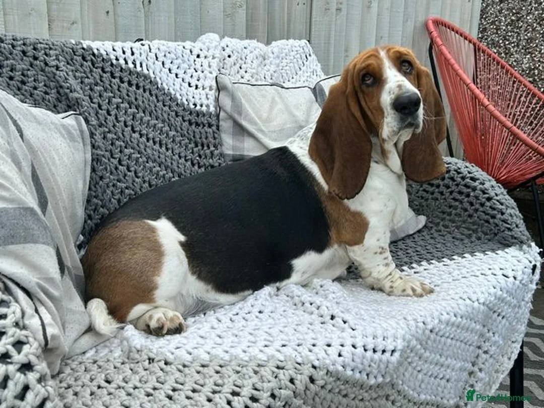 Basset Hound dogs for sale: Lady Penelope's Litter of Basset Hound Puppies - Advert 2