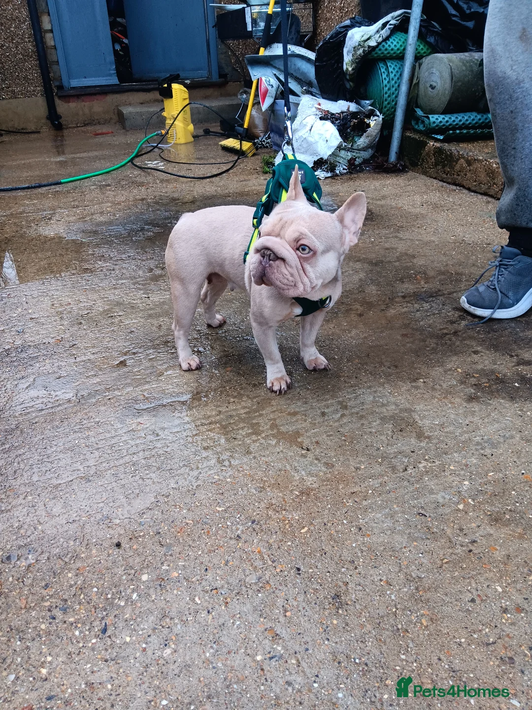 French Bulldog dogs for sale: Female French bulldog  - Advert 3