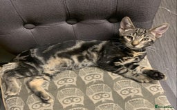 Domestic Shorthair cats for sale: 1x TABBY MALE KITTEN AVAILABLE NOW😸 - Image 4