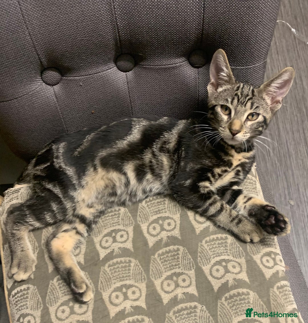Domestic Shorthair cats for sale: 1x TABBY MALE KITTEN AVAILABLE NOW😸 - Image 4