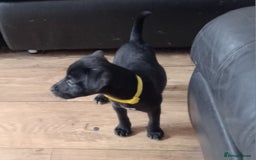 Patterdale Terrier dogs for sale:  READY NOW Patterdale pup for sale - Image 2