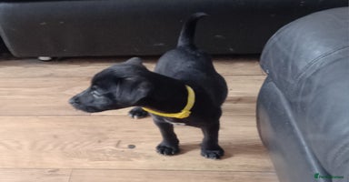 Patterdale Terrier dogs - Advert 9