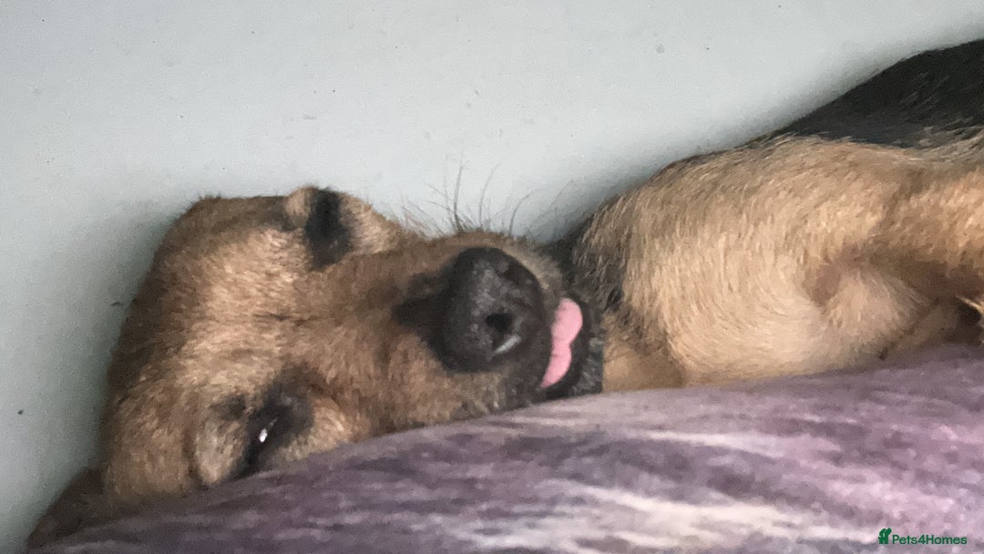 Mixed Breed dogs for sale: Chihuahua x whippet hybrid  - Advert 6