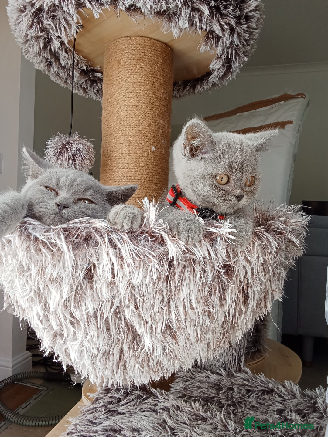Brazilian Shorthair cats for sale: Beautiful blues Bristh short hair - Image 9
