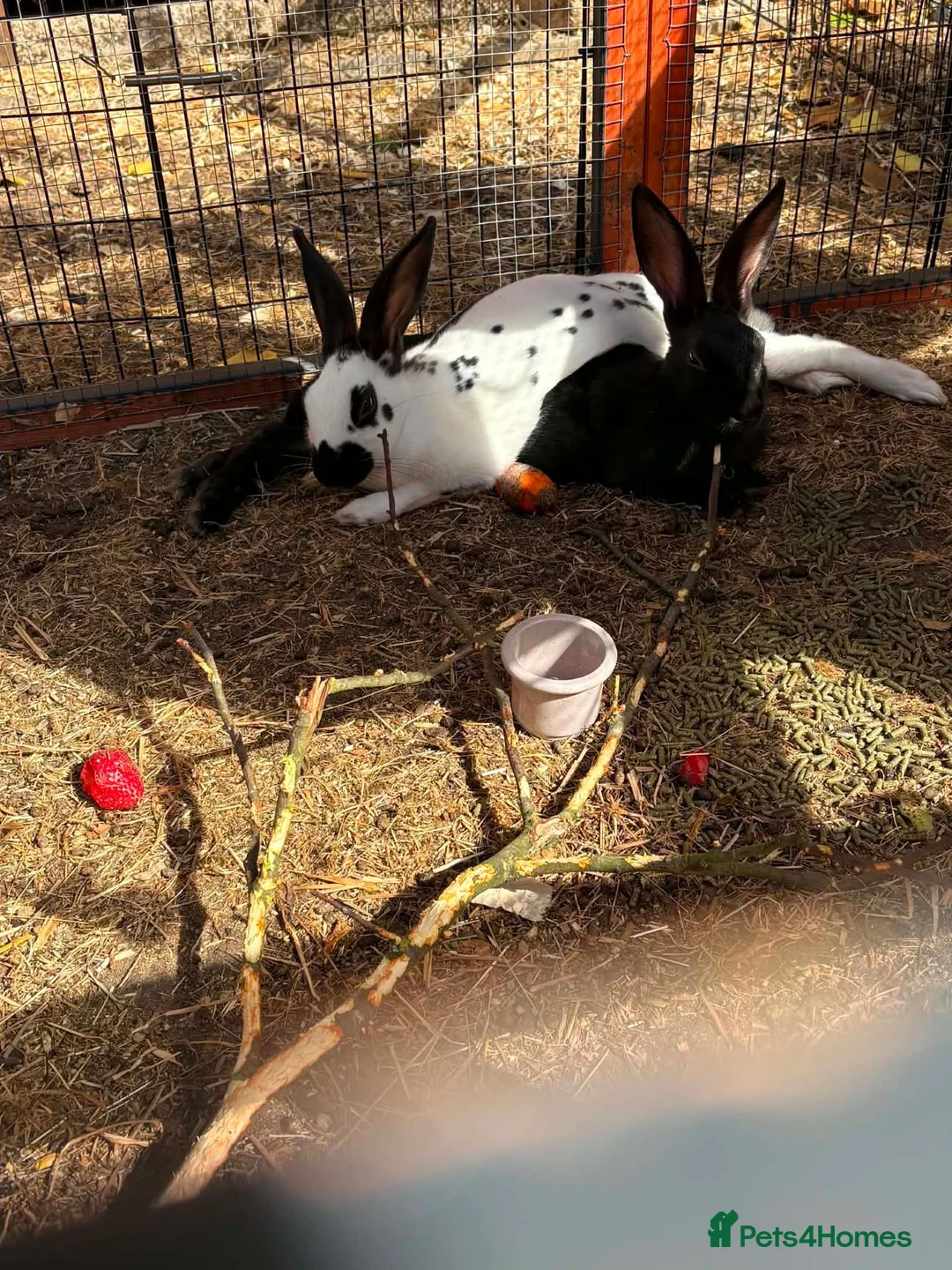 English Spot rabbits for sale: English spot cross brothers - Advert 14