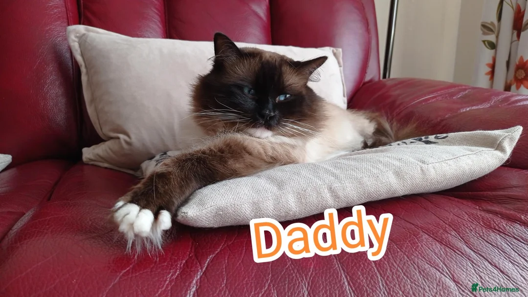 Ragdoll cats for sale: Ragdoll kitten. 2 Girls and 1 Boy  in Coventry - Advert 24