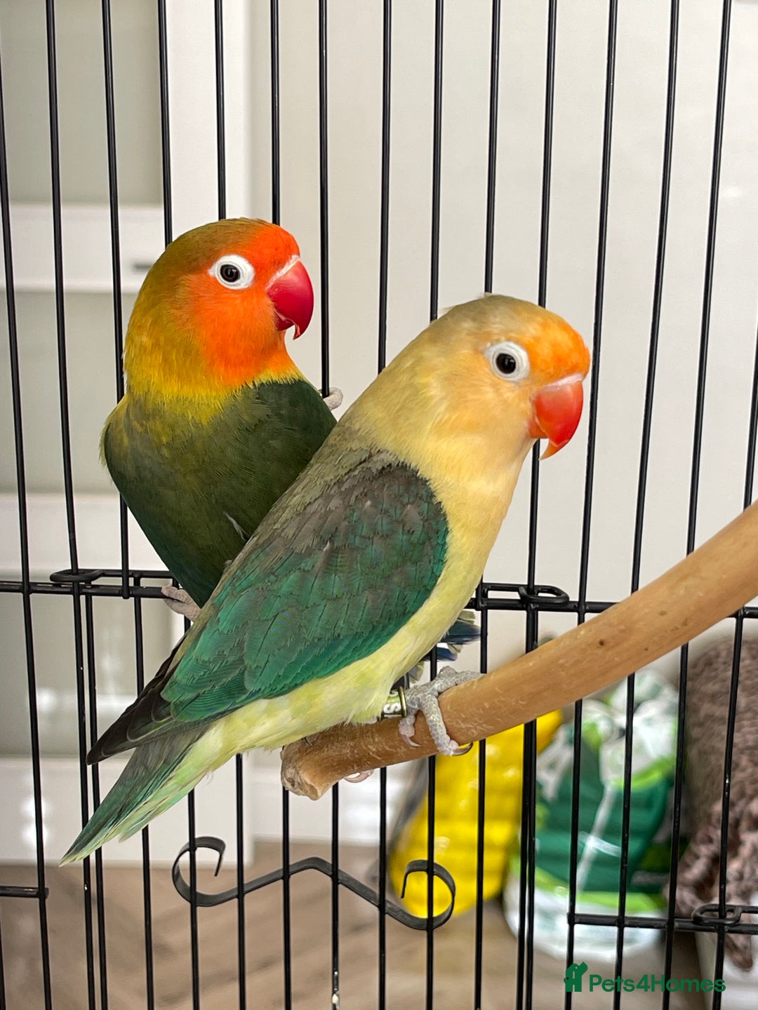 Lovebirds birds for sale: 2 Lovebirds and large cage  - Image 1