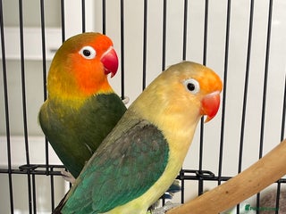 Lovebirds birds for sale - Advert 1