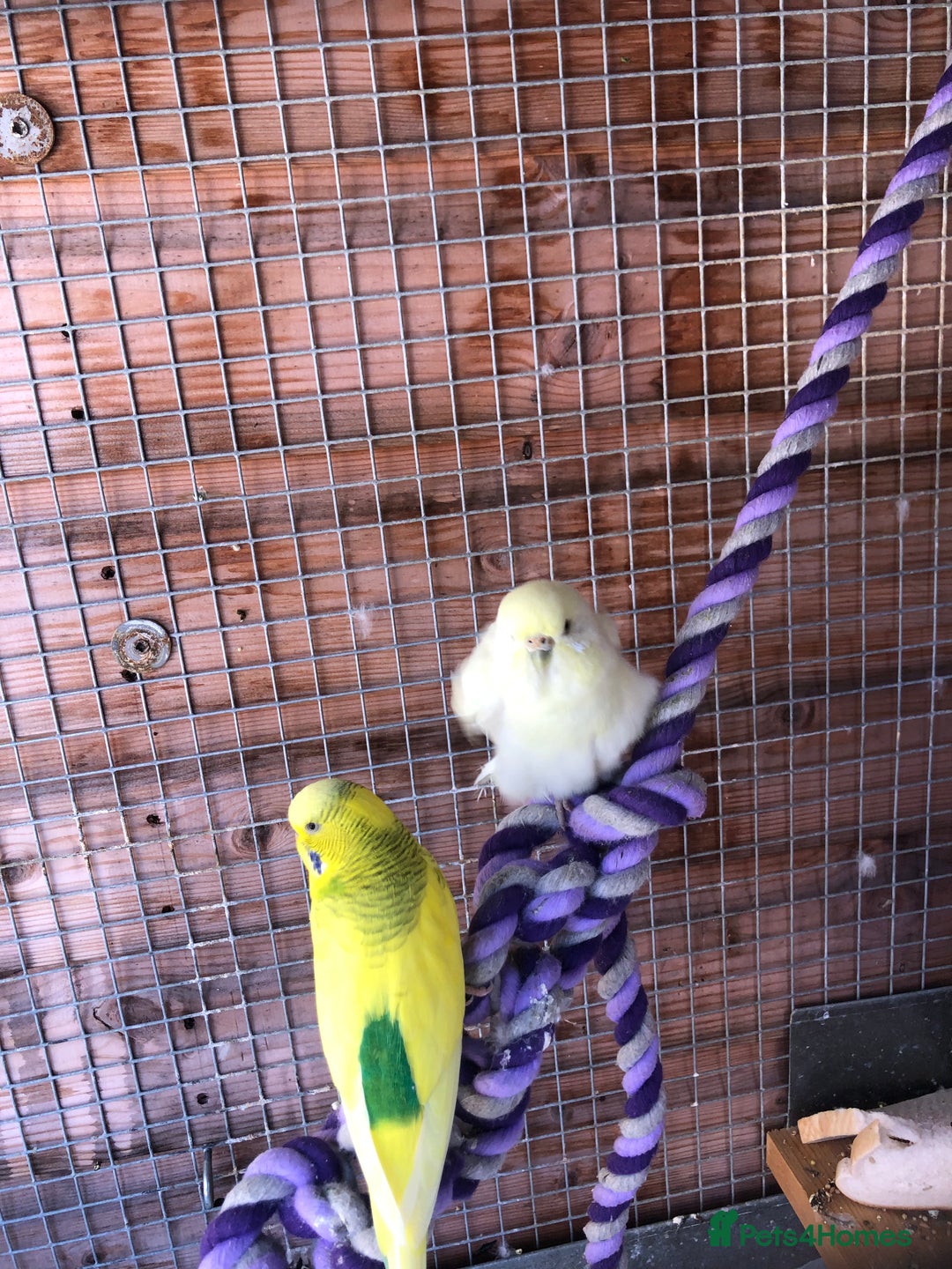 Budgerigars birds for sale: Budgies pair - Image 2