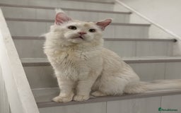 Maine Coon cats for sale: Maine Coon Big Boy Zeus looking for loving family - Image 6