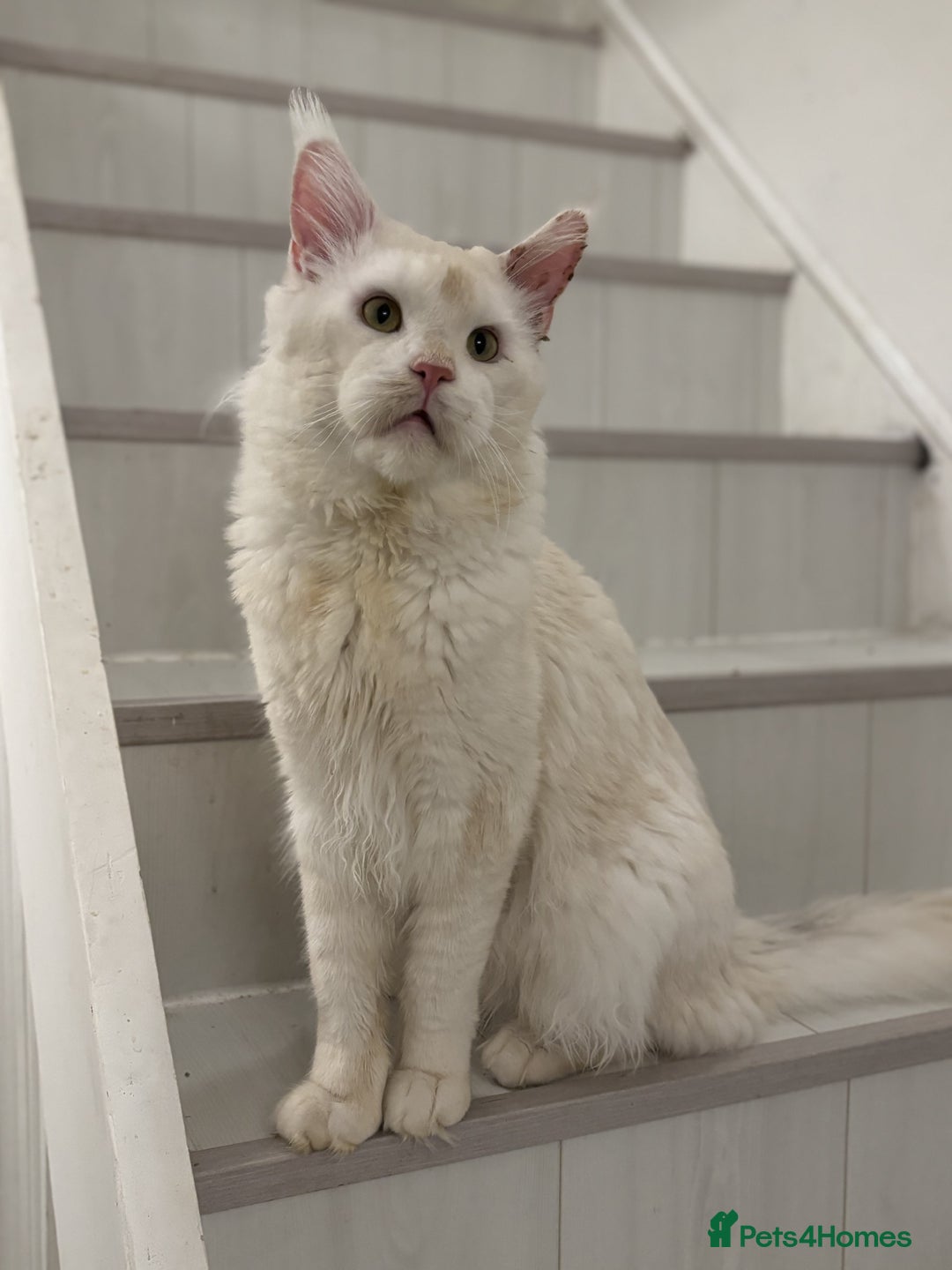 Maine Coon cats for sale: Maine Coon Big Boy Zeus looking for loving family - Image 6