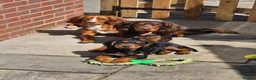 Cocker Spaniel dogs for sale: Beautiful black and fox red cocker puppy - Advert 2