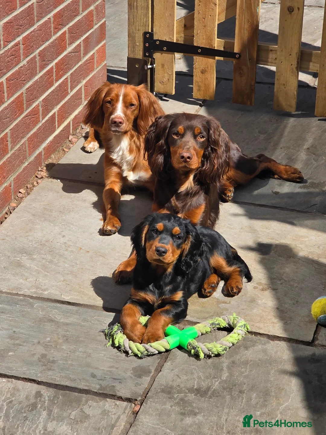 Cocker Spaniel dogs for sale: Beautiful black and fox red cocker puppy - Advert 2