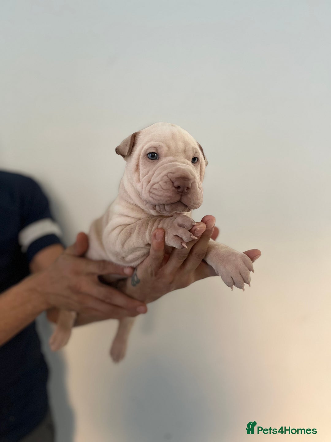 Shar Pei dogs for sale: Shar-pei Puppies - Advert 14