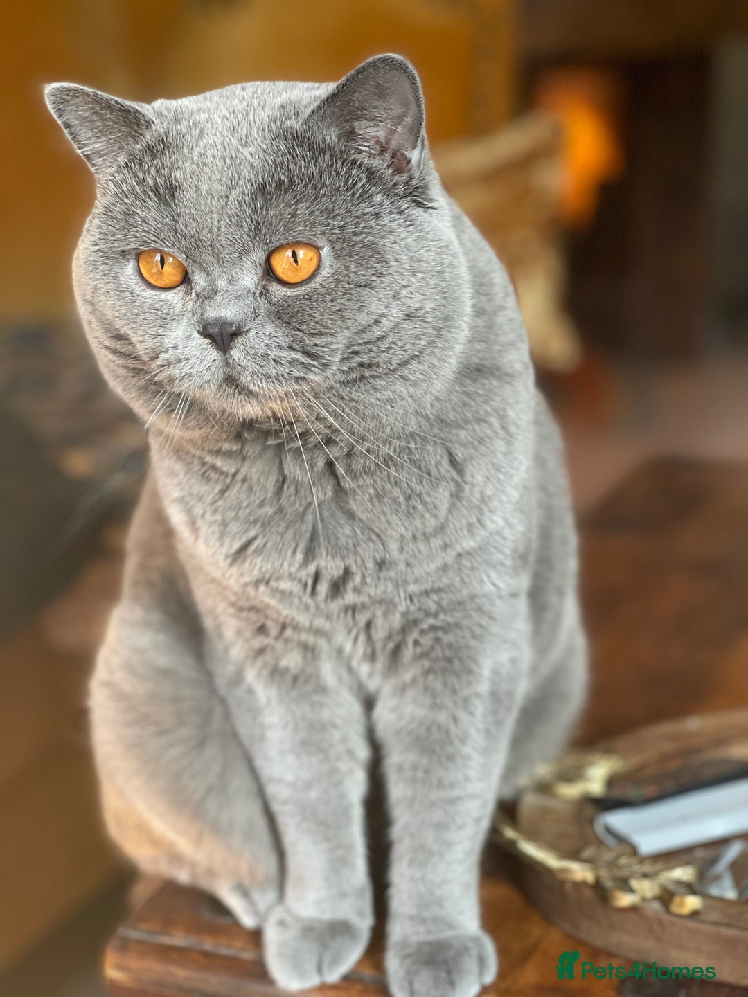 British Shorthair cats for sale: GCCF British Shorthair Pedigree Kittens - London  - Image 8