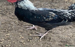 Chickens poultry for sale: Silver Marren Cockerel - Image 2