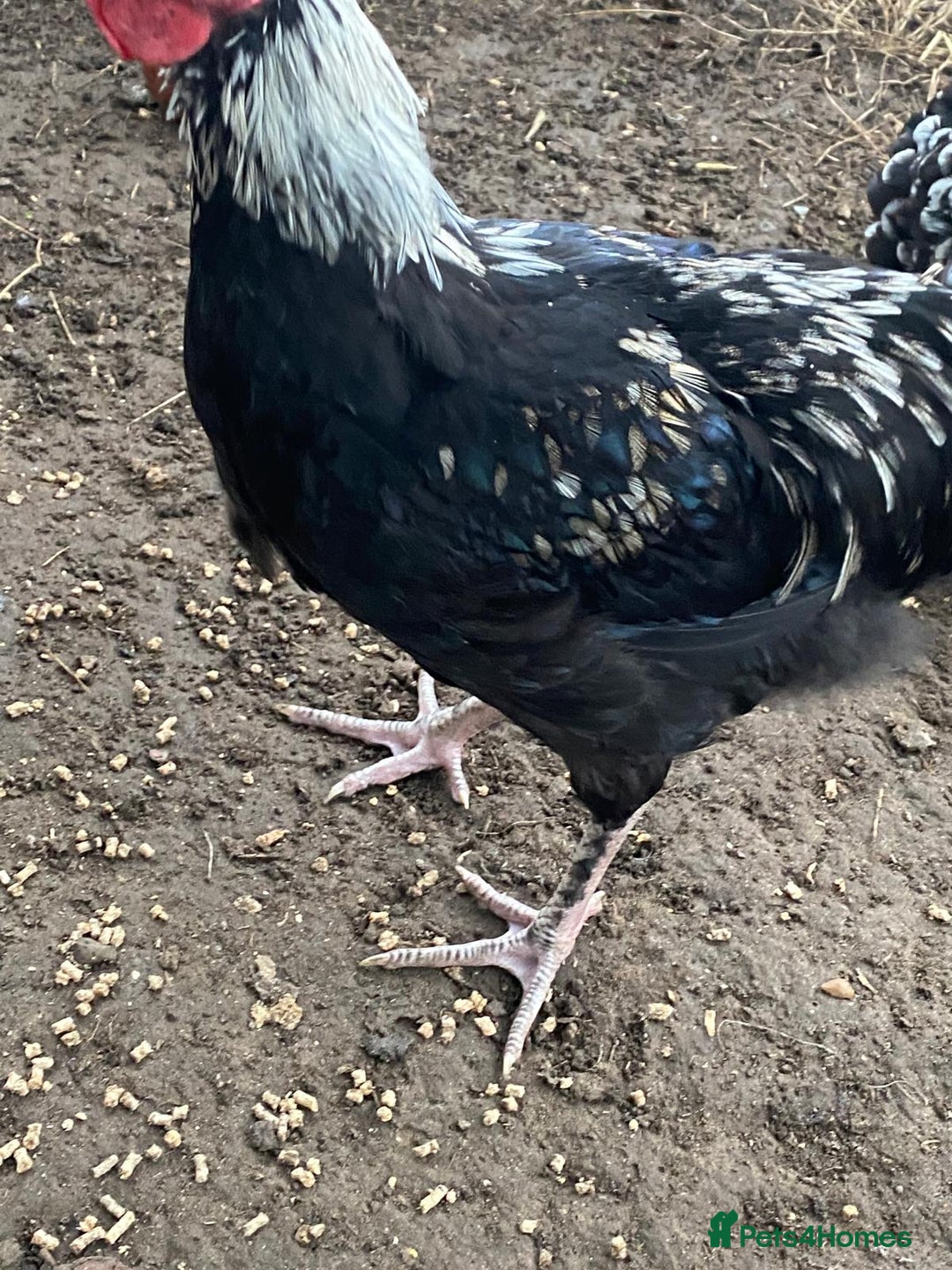 Chickens poultry for sale: Silver Marren Cockerel - Image 2