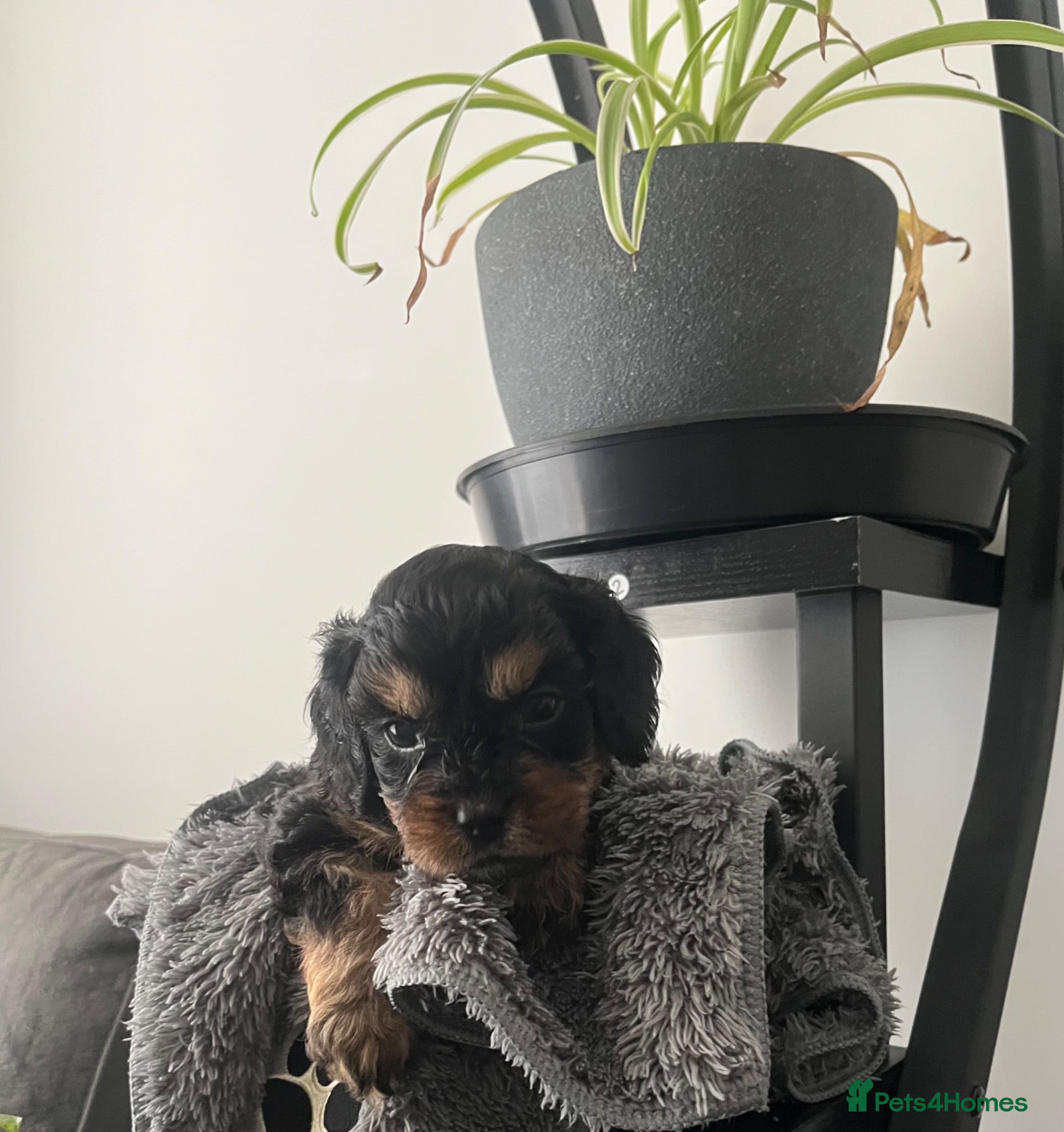 Cavapoo dogs Cavapoo Puppies Born 11 June 26 Reservations Open  - Advert 2