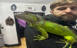 Iguana reptiles for sale: Male 2 year old iguana  - Image 5