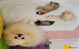 Pomeranian dogs for sale: Beautiful Champion Pomeranian Puppies – Ready Now - Image 12