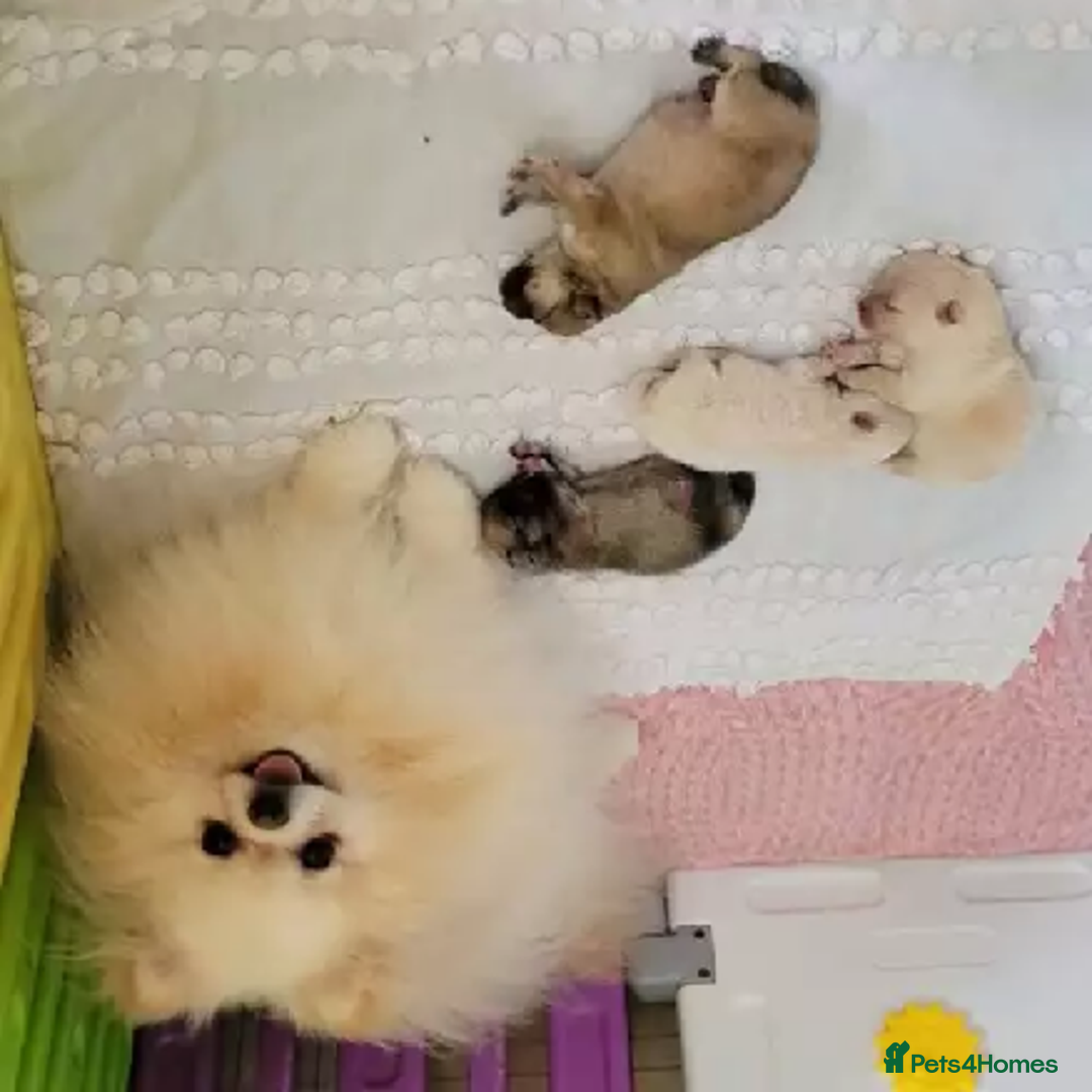 Pomeranian dogs for sale: Beautiful Champion Pomeranian Puppies – Ready Now - Image 12