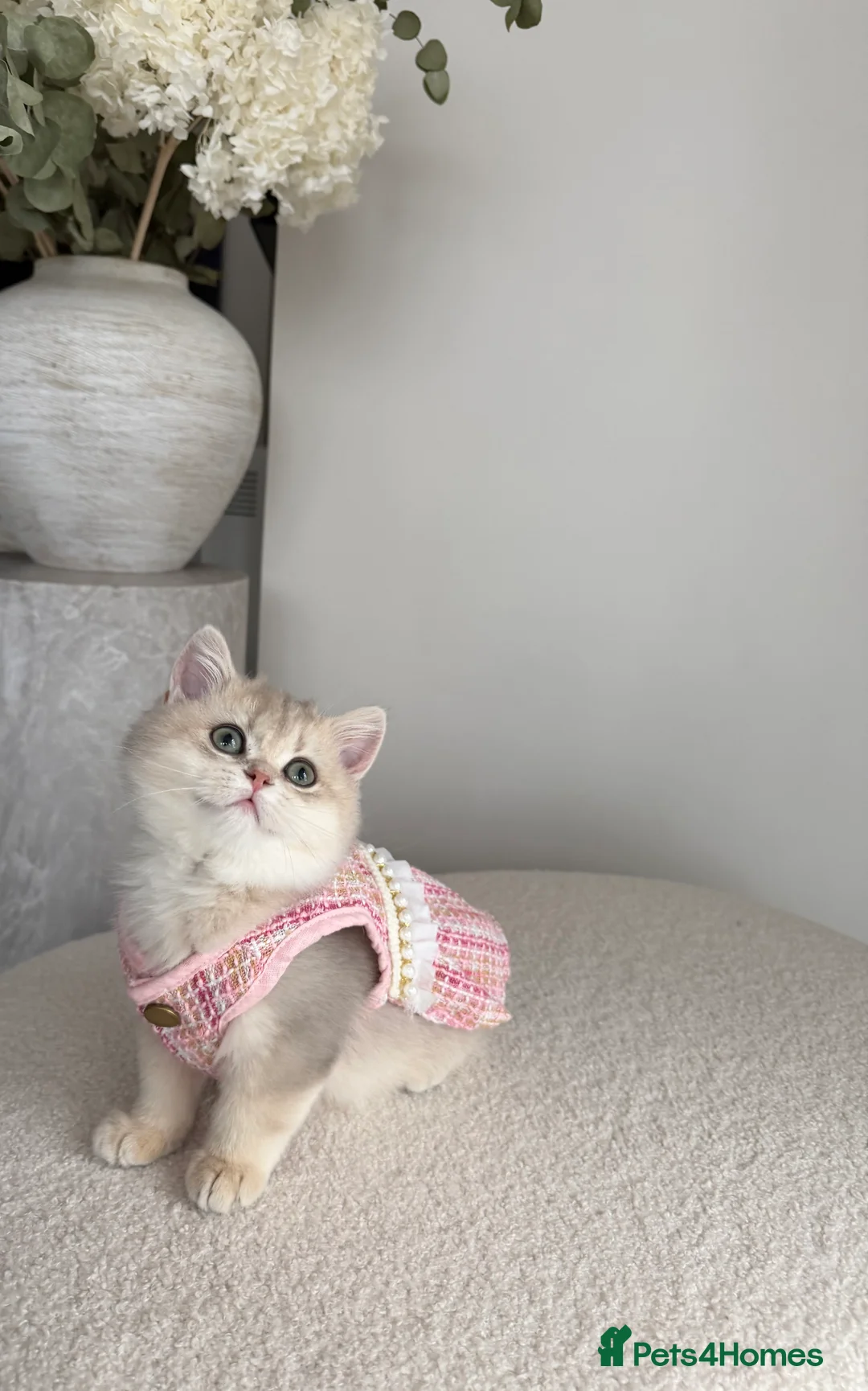 British Shorthair cats for sale: Blue Golden British Shorthair kitty - Advert 4